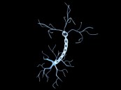 Neuron